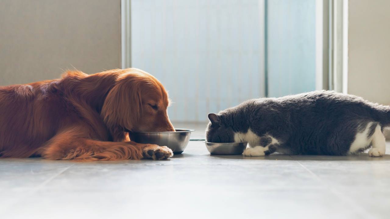 Почему кошкам нельзя давать корм для собак, а собакам нельзя давать корм для кошек?